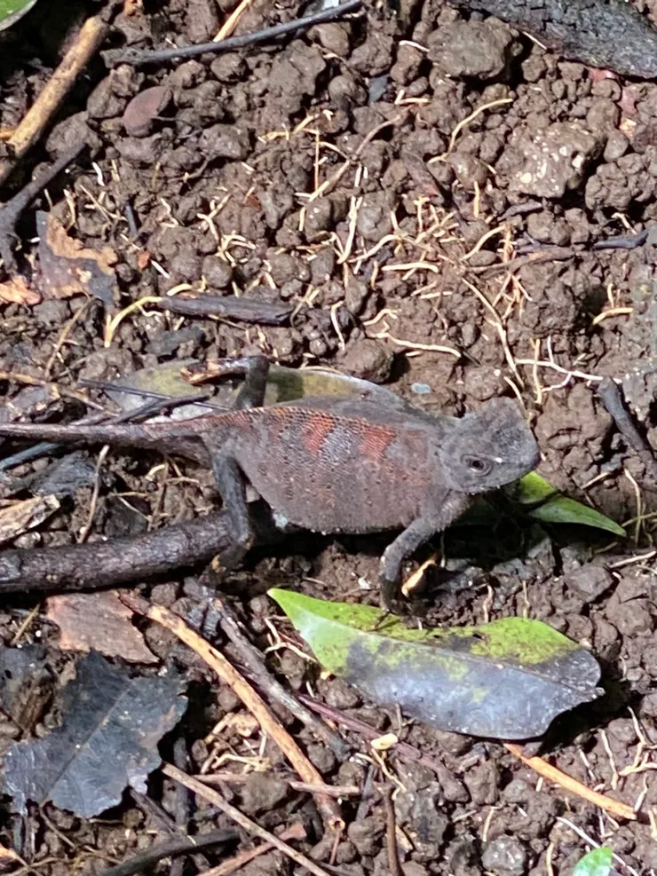 被小孩一眼瞧見的不知名四腳生物