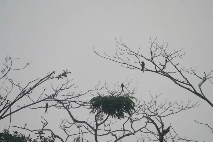 Sri Lanka Drogo（斯里蘭卡獨有種）