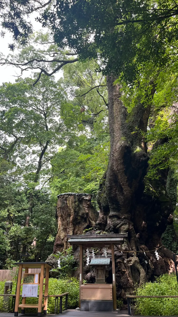 跟我們的神木應該有異曲同工。