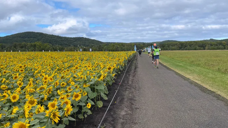 看到這大片的向日葵花田，表示終點在不遠處了。相片內就是那位頻頻回頭關照我的Pacer。