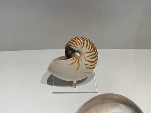 鸚鵡螺之所以叫做鸚鵡螺，乃是因為殼上的花紋像極了捲起來的鸚鵡上半身。我當時第一次意識到時，可是非常震驚呢!