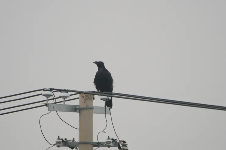 體型龐大的渡鴉