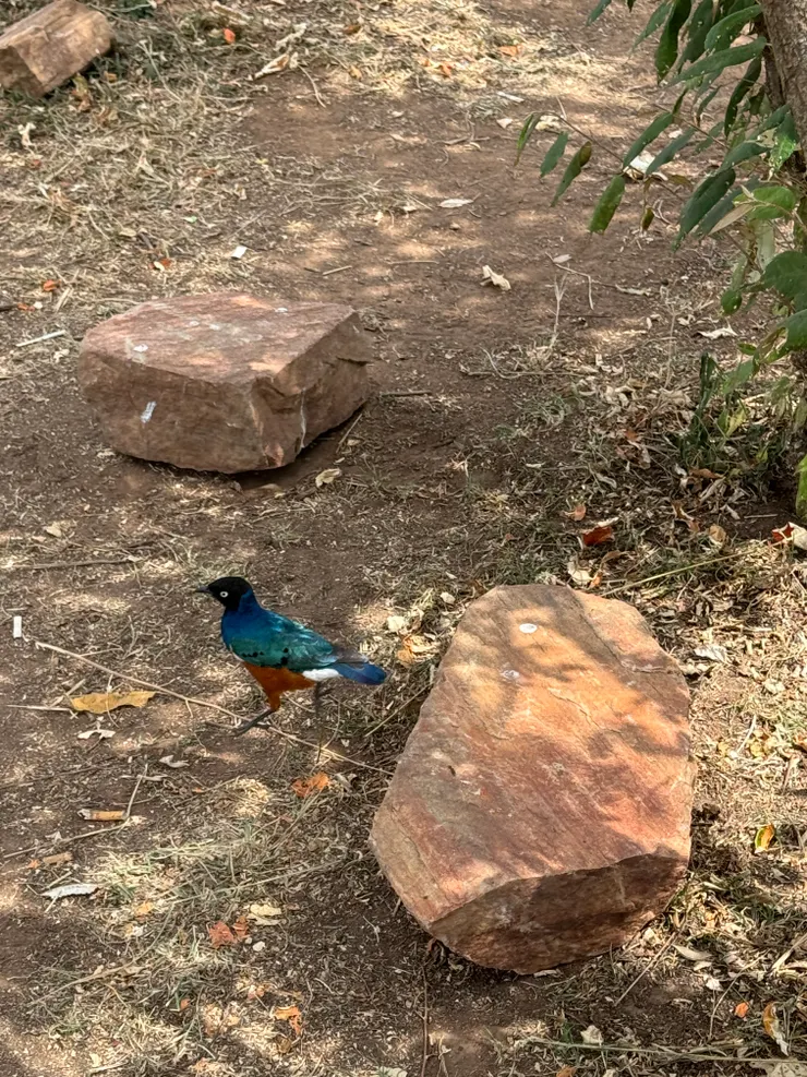 他根本在巡場,完全不怕人,Safari版麻雀