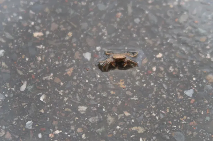 路上還有很多小螃蟹橫著走