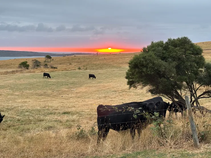 晚上還有夕陽跟黑牛作伴，真的很想把住宿買下來啊！