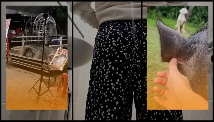 三隻小豬網路宣傳圖