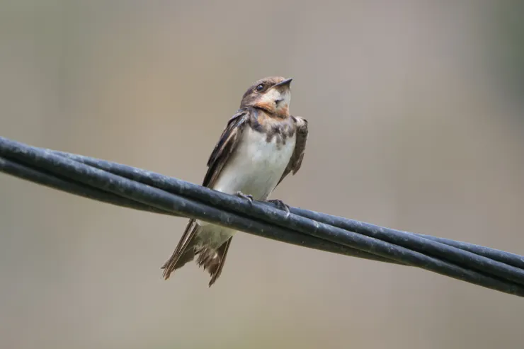 Swallow（燕子屬）