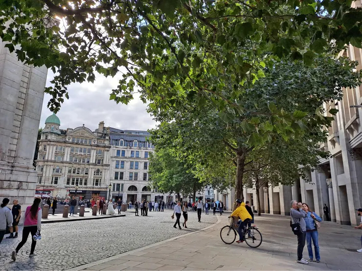 習得新樹種：plane tree 懸鈴木