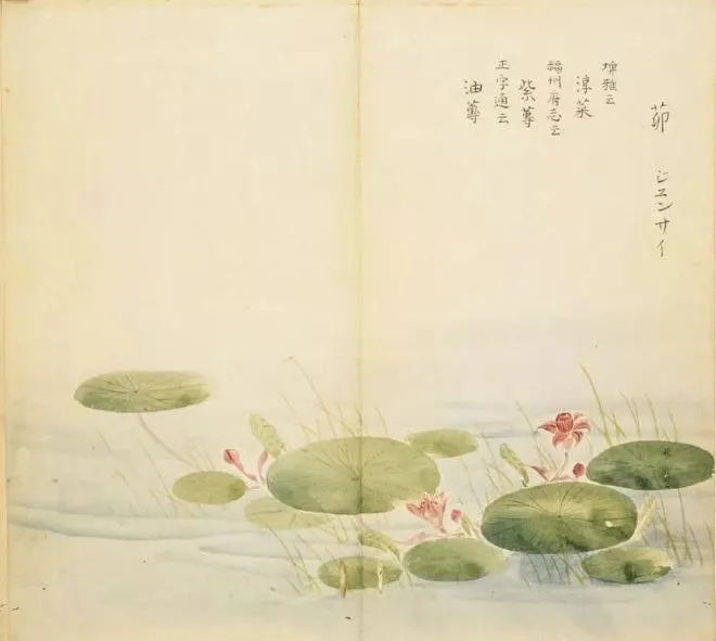 蓴菜,自古以來就是一種可食的野生水生蔬菜,先民經常在湖泊沼澤採集,在《詩經》時代稱之為「茆」。圖片出自日本江户時代儒學者細井徇編繪《詩經名物圖解》