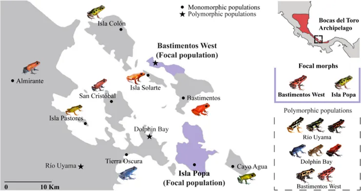 草莓箭毒蛙在巴拿馬的各族群分布，其中此實驗所使用的族群以紫色作為標記。圖/ Photographs by V. Prémel, J.P. Lawrence, S.A. Echeverri, I.J. Wang, and Y. Yang