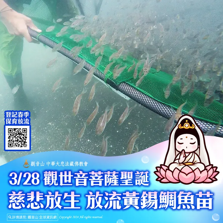 3月28日 觀世音菩薩聖誕慈悲放生 觀音山放流黃錫鯛魚苗