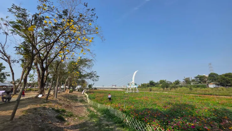 賞花民眾注意！「春嬉風鈴」活動現場黃花請假未到。陳世河攝