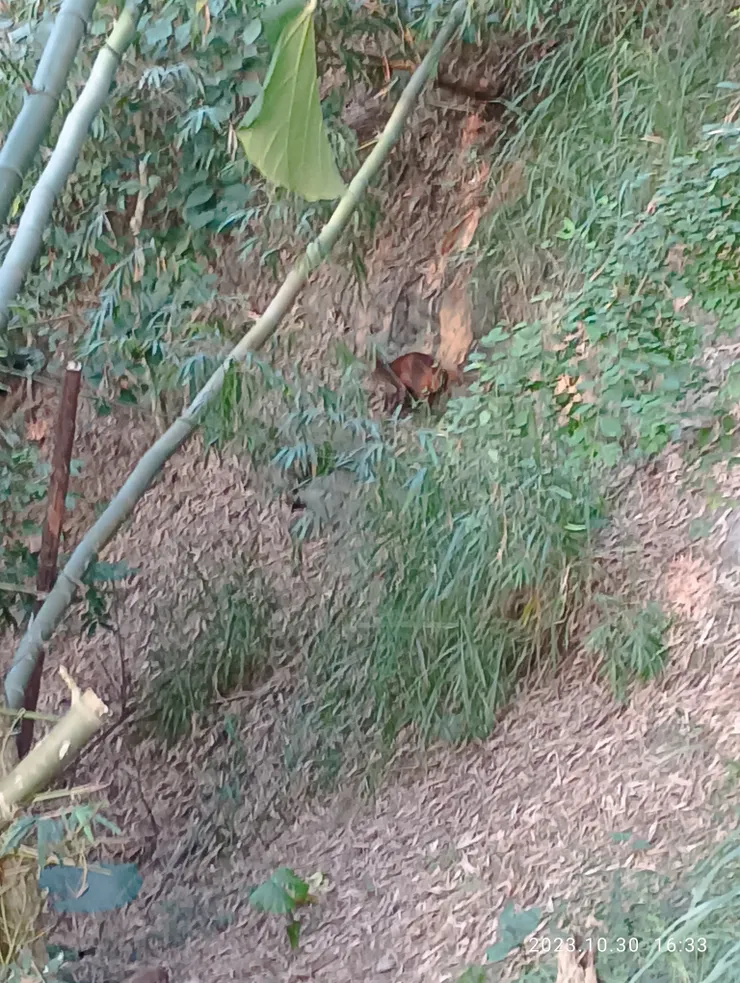 幸漫步遇山羌於竹林，餘同上