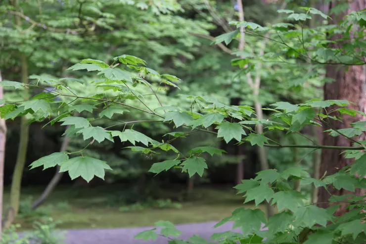 覺明妙行菩薩: 「今我如佛教，將開化導門，念爾等迷倒，確指正修路。」