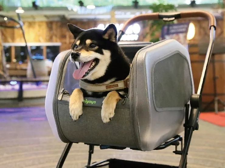 圖說：臭味滾體恤飼主工作辛勞，將贈送五月份消費最高會員ibyaya寵物手推車，讓毛爸媽可以輕鬆和毛孩一同享受勞動過後的親密時光。（資料來源：ibiyaya）