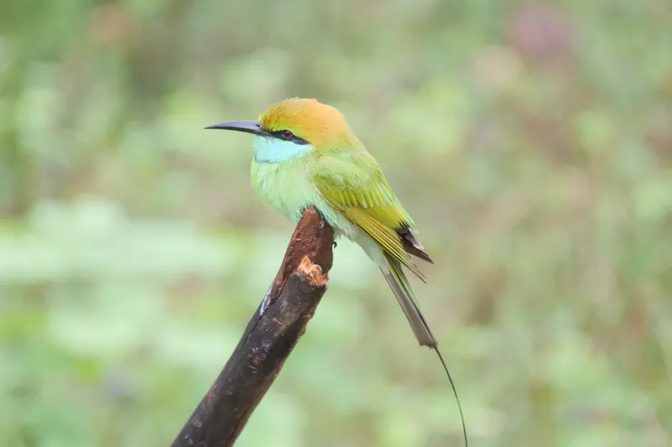 私心再推可愛的小朋友 Little Green Bee eater