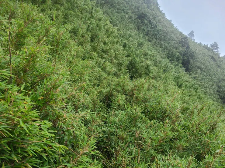 開始鑽箭竹林囉，下雨鑽箭竹，很嗨