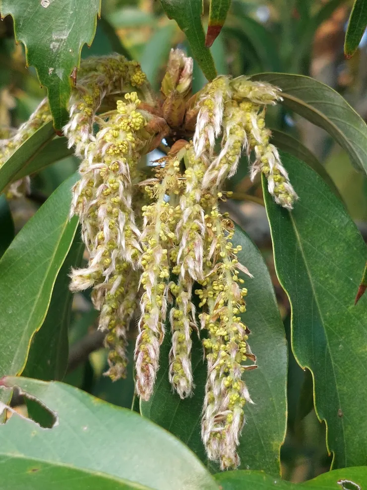 青剛櫟的雄花屬於「葇荑花序」，是風媒花，花軸上密生著灰白色的細柔毛，有保護幼蕊與輔助傳粉的功效