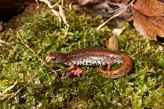 Hemidactylium scutatum