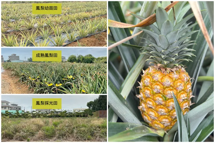 有看到鳳梨帶著黃色帽子嗎?那是在幫鳳梨防曬,也代表鳳梨快成熟囉!