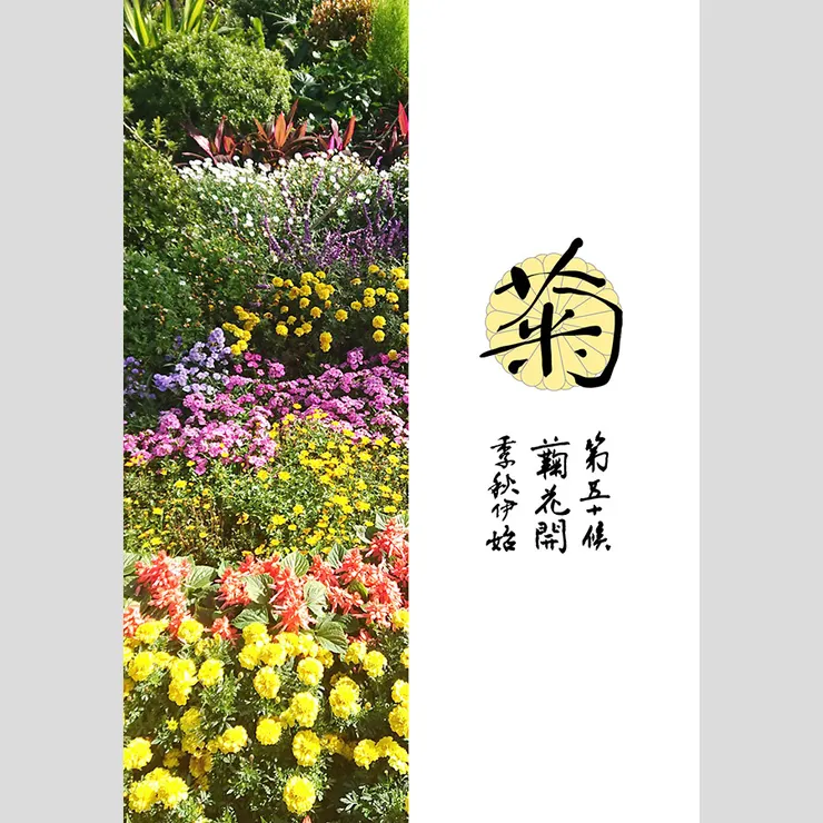 第五十候菊花開