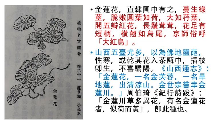 《植物名實圖考．金蓮花》圖文