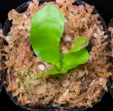 女王鹿角蕨2寸盆