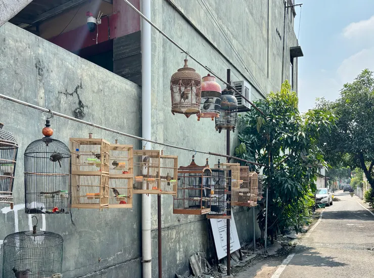 被掛出來曬太陽的小鳥們