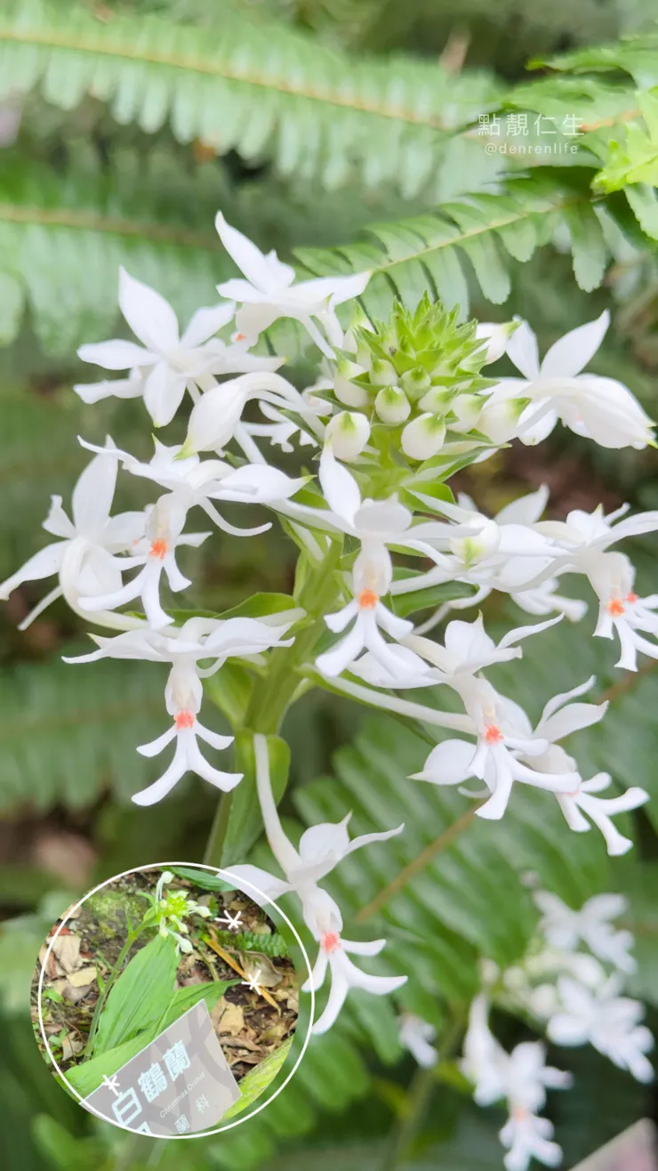 台北典藏植物園｜像小孩紙的白鶴蘭