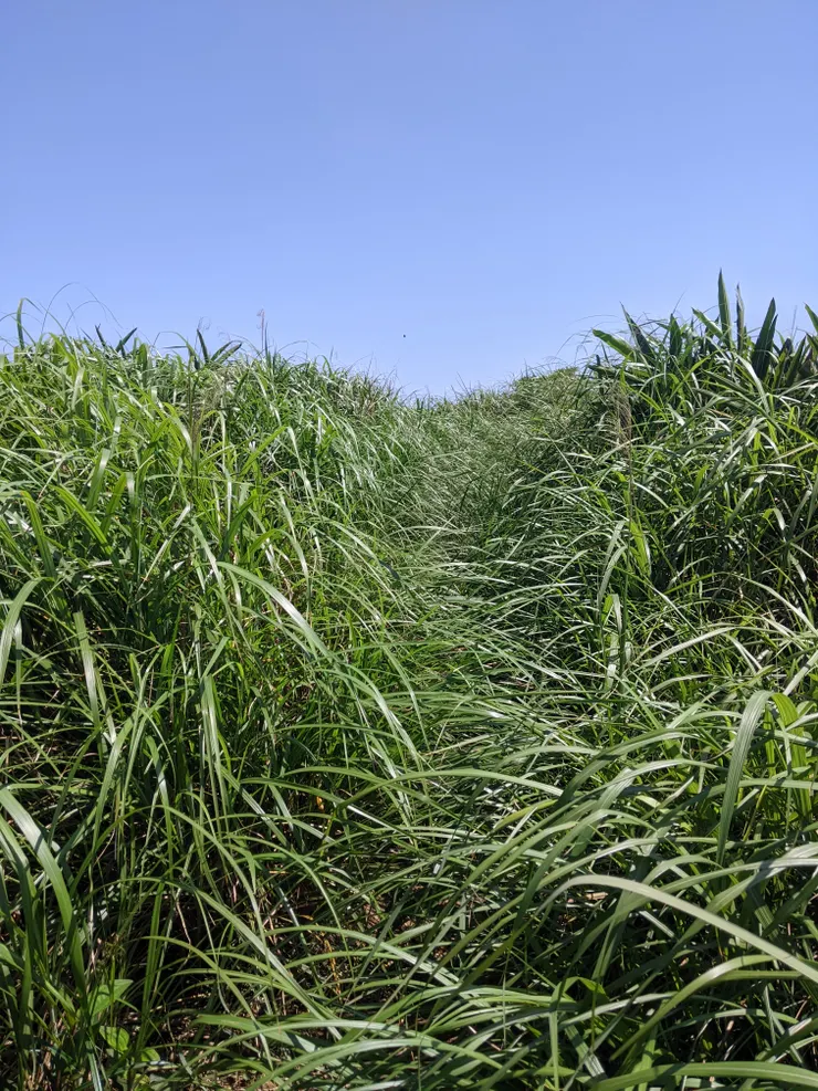 對，這是一條路