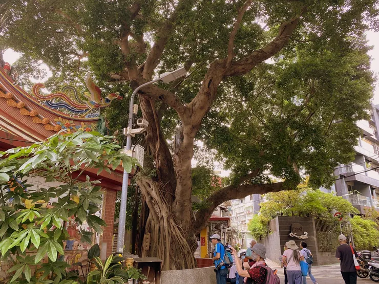 樹齡約兩百年的受保護樹「長慶榕」是台北市第一號受保護樹木