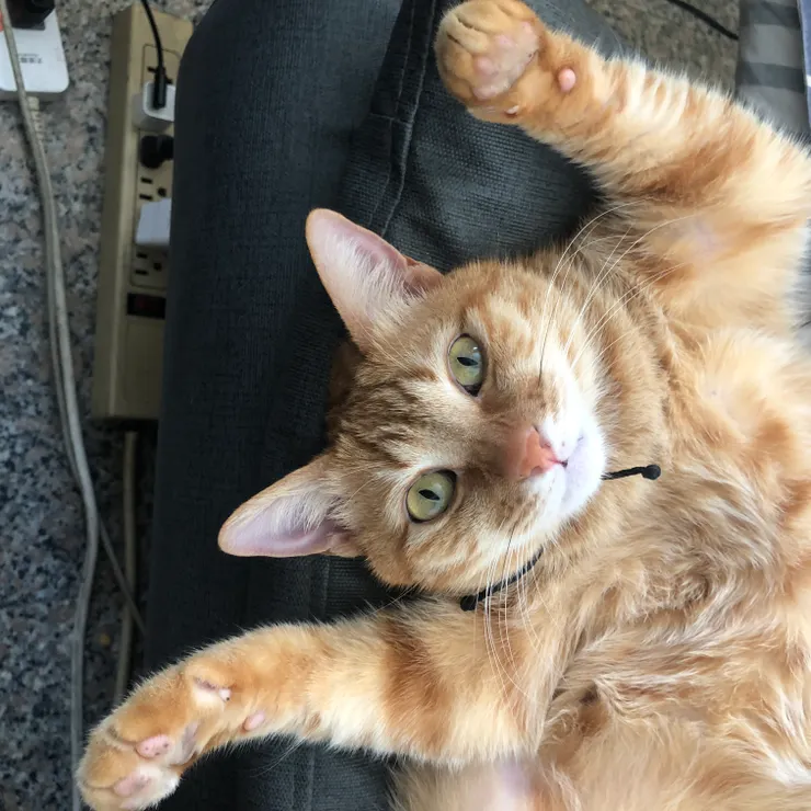 每次陪著我工作，就這樣躺在旁邊眼神死的看著我，可愛的小孩。