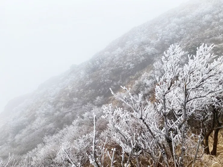 日本大分-由布岳 || 幾乎算是山頂處了，草木都被霧淞覆蓋