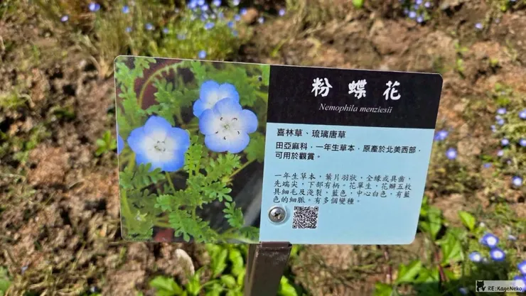 粉蝶花