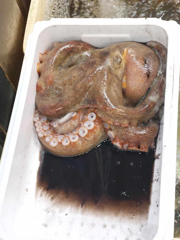 這也是在市場內看到的，一整隻活生生的現撈章魚直接拿來賣，保麗龍盒底下都是牠噴的墨汁，可見柳橋中央市場內的海產有多新鮮！
