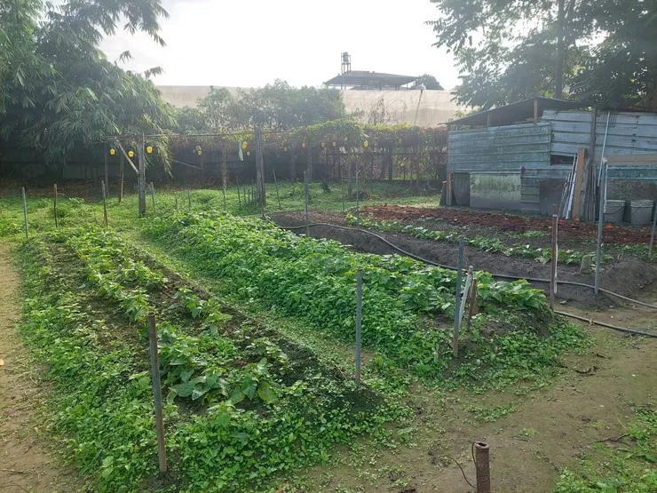 長青村內提供老人種菜的菜園