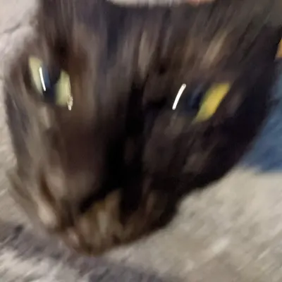 一隻愛喝水的貓的沙龍