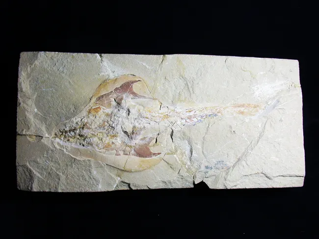 突刺壓齒魚(Coccodus insignis)
