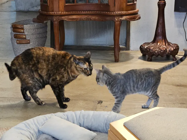 右邊那隻真的超皮超可愛