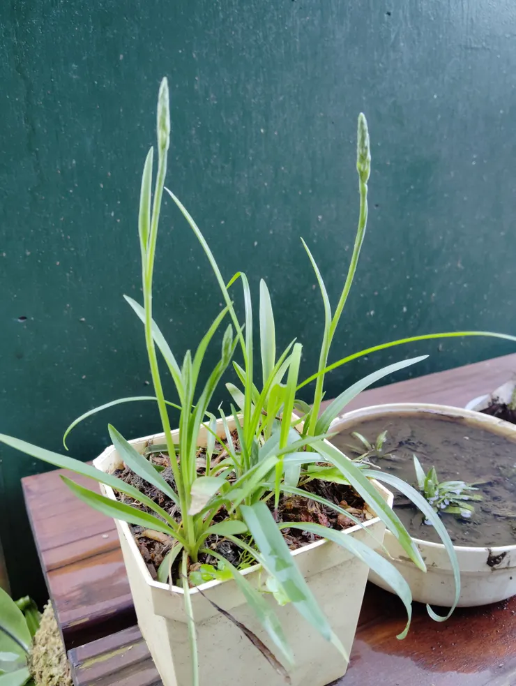 去年明明長得很「正常」吶....