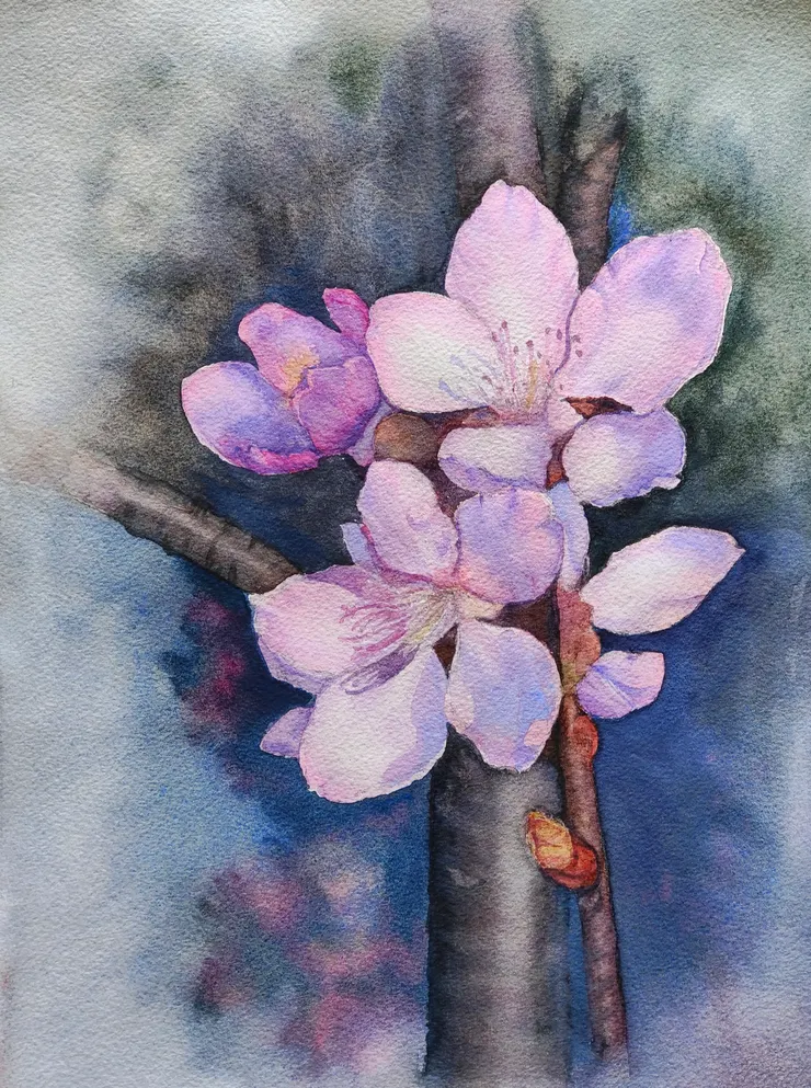 粉櫻燦開，四開，水彩。