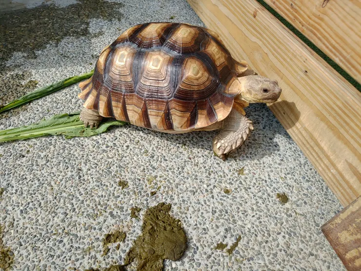 可以近距離看到陸龜