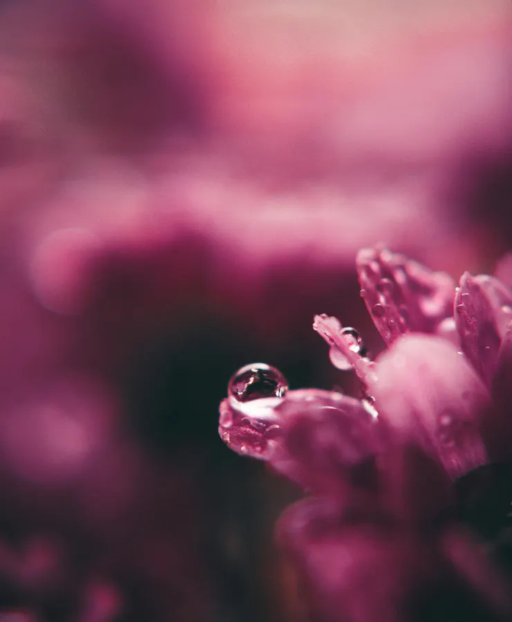 攝影師：Lisa from Pexels: https://www.pexels.com/zh-tw/photo/2970898/