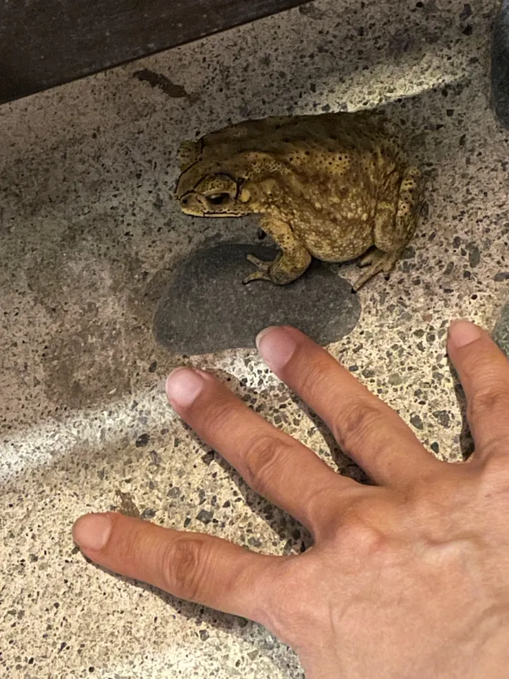 一萬字也寫不完的牠們