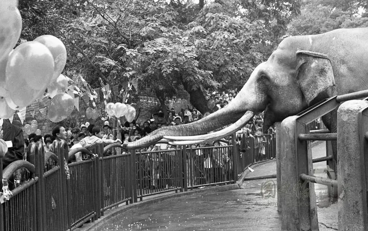 1983年10月30日林旺66歲祝壽現場