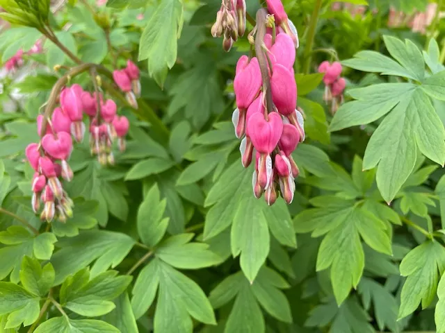 我家前園的小小滴血心花: Bleeding ❤️