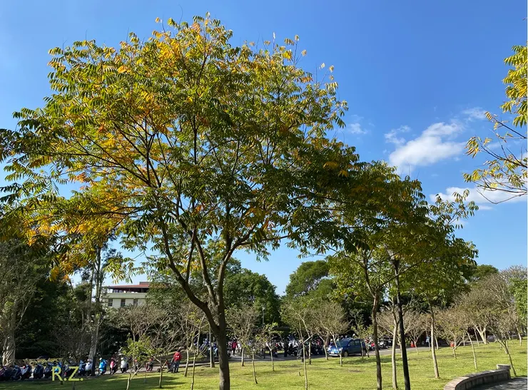 樹葉從枝頭長出,嫩綠,而青翠,轉枯黃,而飄落,就像人生不可逆轉. ([陳傳義]拍攝)