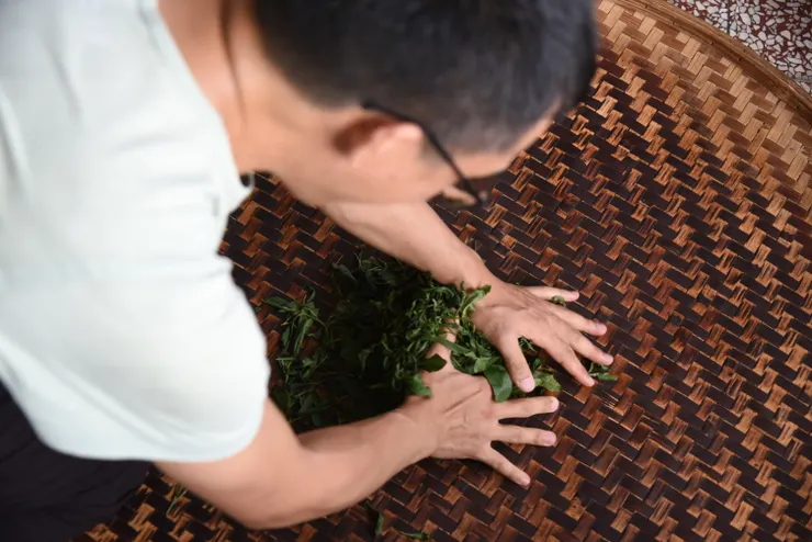 揉捻講求的是耐心。（筆者攝影）