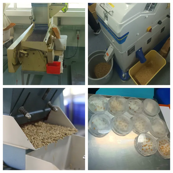 左上：篩雜質、右上：篩異色米、左下：近照、右下：發芽率測試