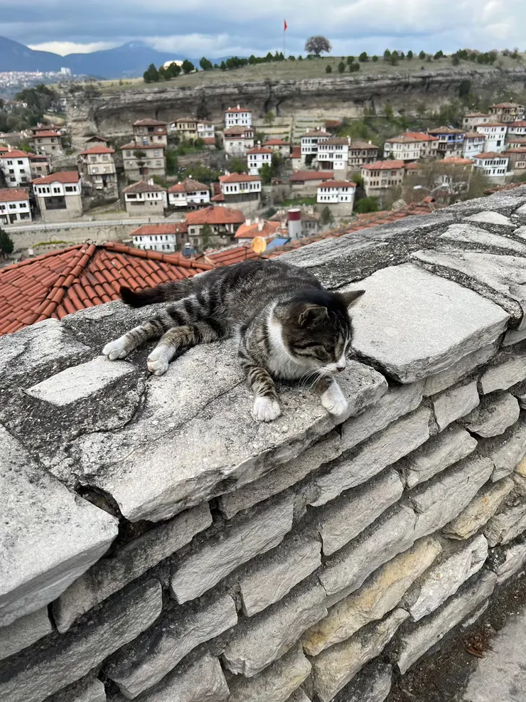 在山丘上徘徊的可愛貓咪